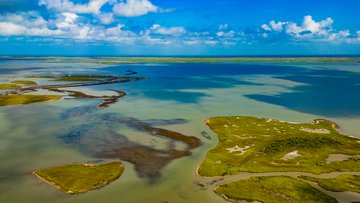 Oyster Shirts Collection