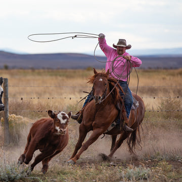 man wearing pink shirt lassoing cow