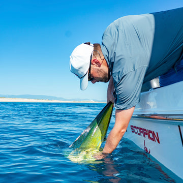 man putting mahi dolphin back into water