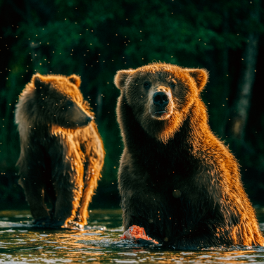 Bears fishing in river
