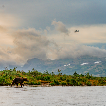 Brown bear walking along riverbank under cloudy sky with mountain and seaplane in background