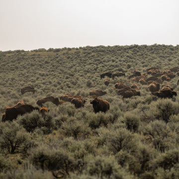 herd of bison grazing on a grassy hillside under soft sky