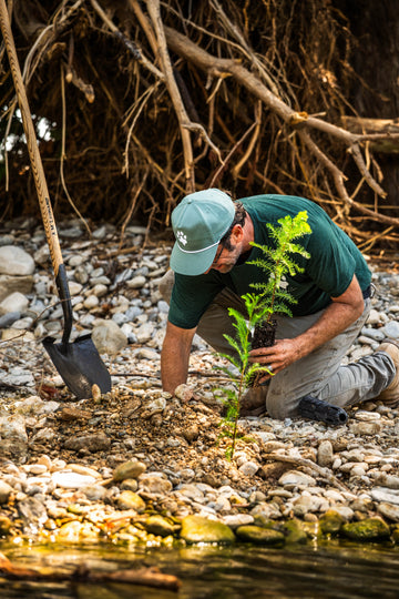 Man planting a young tree beside a rocky riverside with a shovel nearby