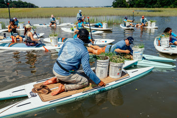 Volunteers in outdoor clothing plant marsh grass from paddleboards in a coastal wetland lagoon
