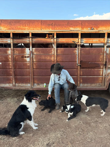 Rancher in a light outdoor shirt tending several dogs beside a weathered livestock trailer