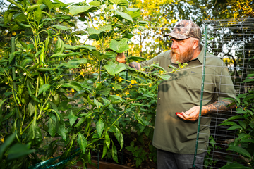 Bearded gardener in an olive shirt inspecting pepper plants in a lush outdoor garden