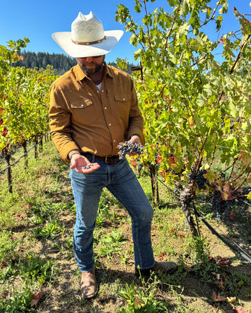 Man wearing a western button-up shirt and cowboy hat while harvesting grapes in a sunny vineyard