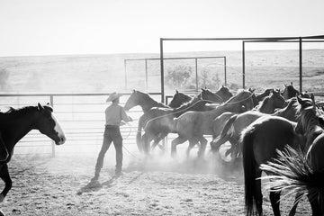 Black and white scene of a person guiding a herd of horses through a dusty fenced paddock